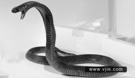 中国 江苏/1936年；江苏射阳发现巨蛇，信子有2米长，昂起头比电线杆子还...